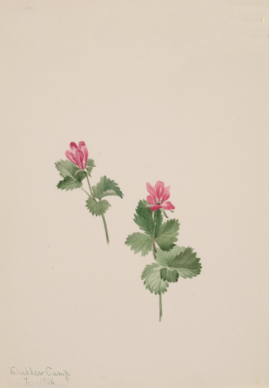 Rubus articus, 1881年。 作： メアリーヴォーウォルコット