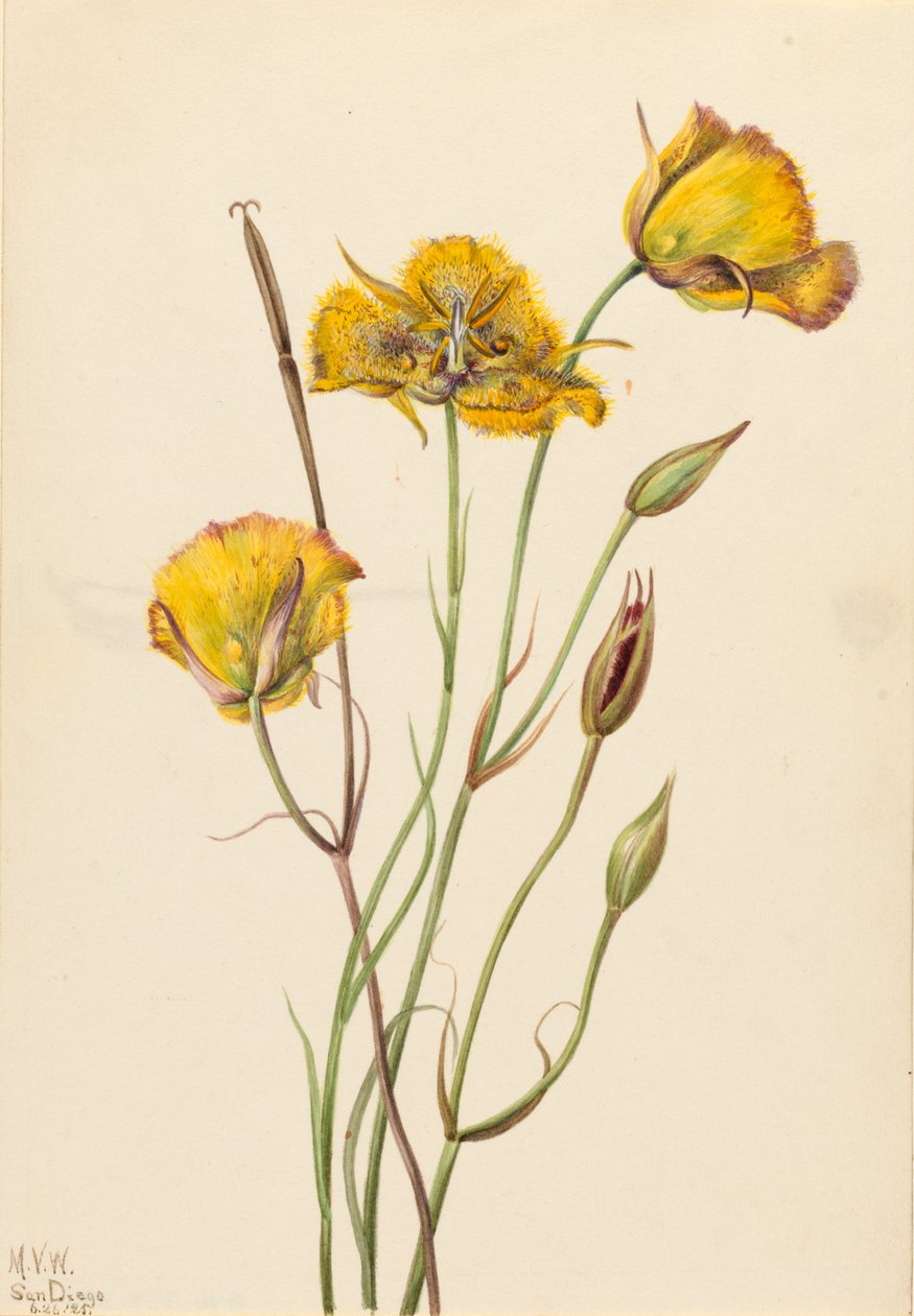 サンディエゴ バタフライ Calochortus 雑草、1925 年。 作： メアリーヴォーウォルコット