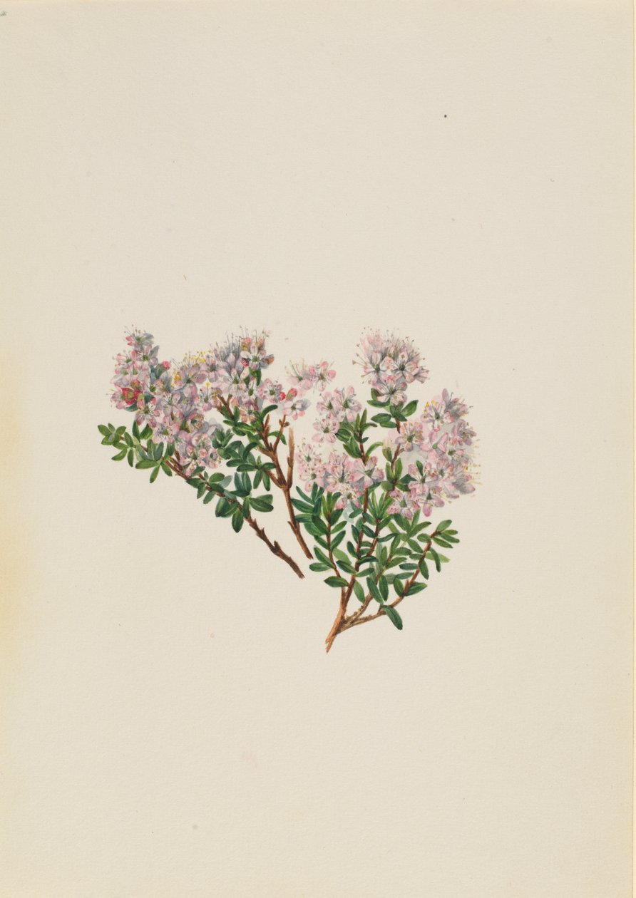 Sand Myrtle Leiophyllum lyoni（1930年代頃）。 作： メアリーヴォーウォルコット