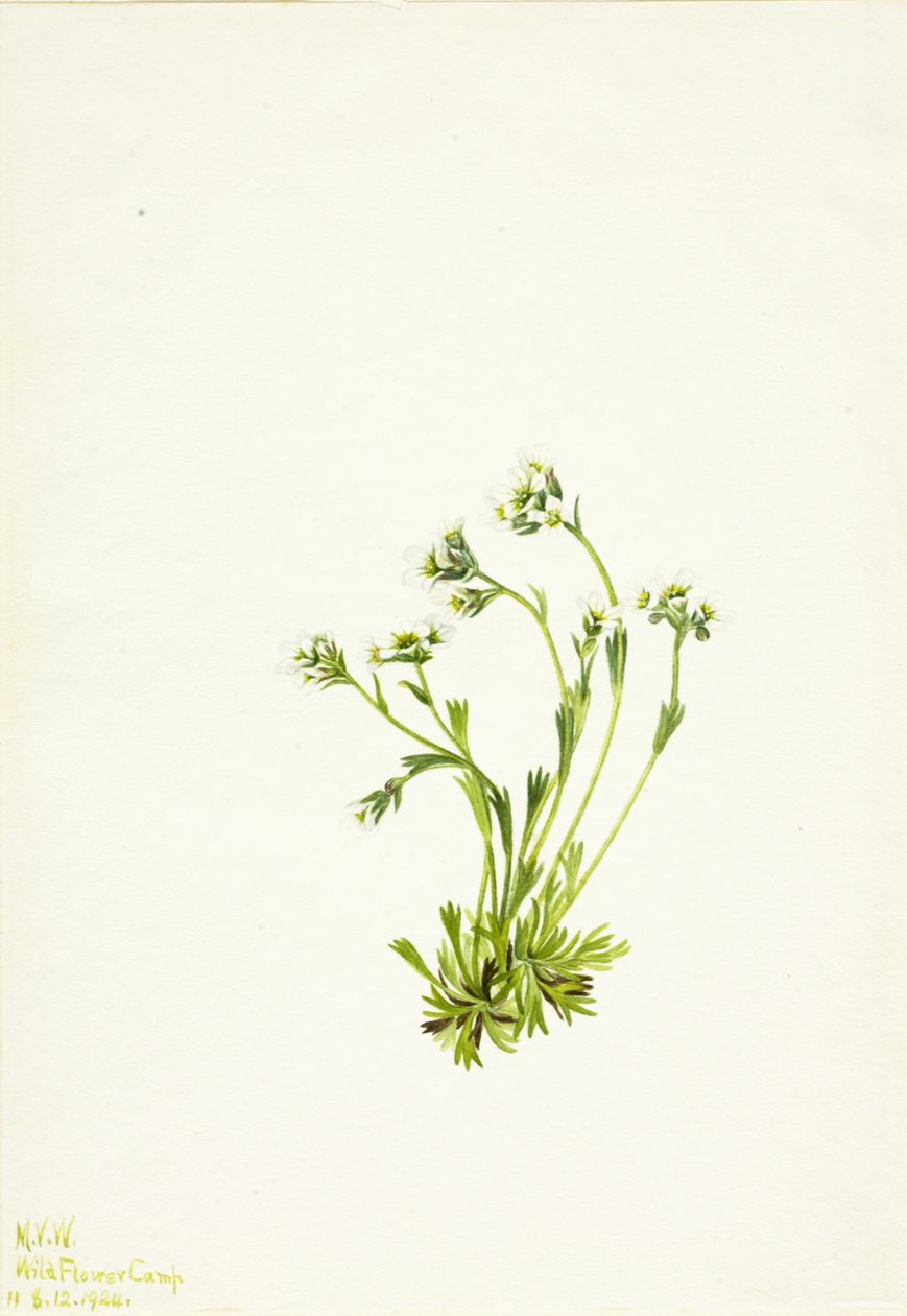 ユキノシタ Saxifraga caespitosa, 1924. 作： メアリーヴォーウォルコット