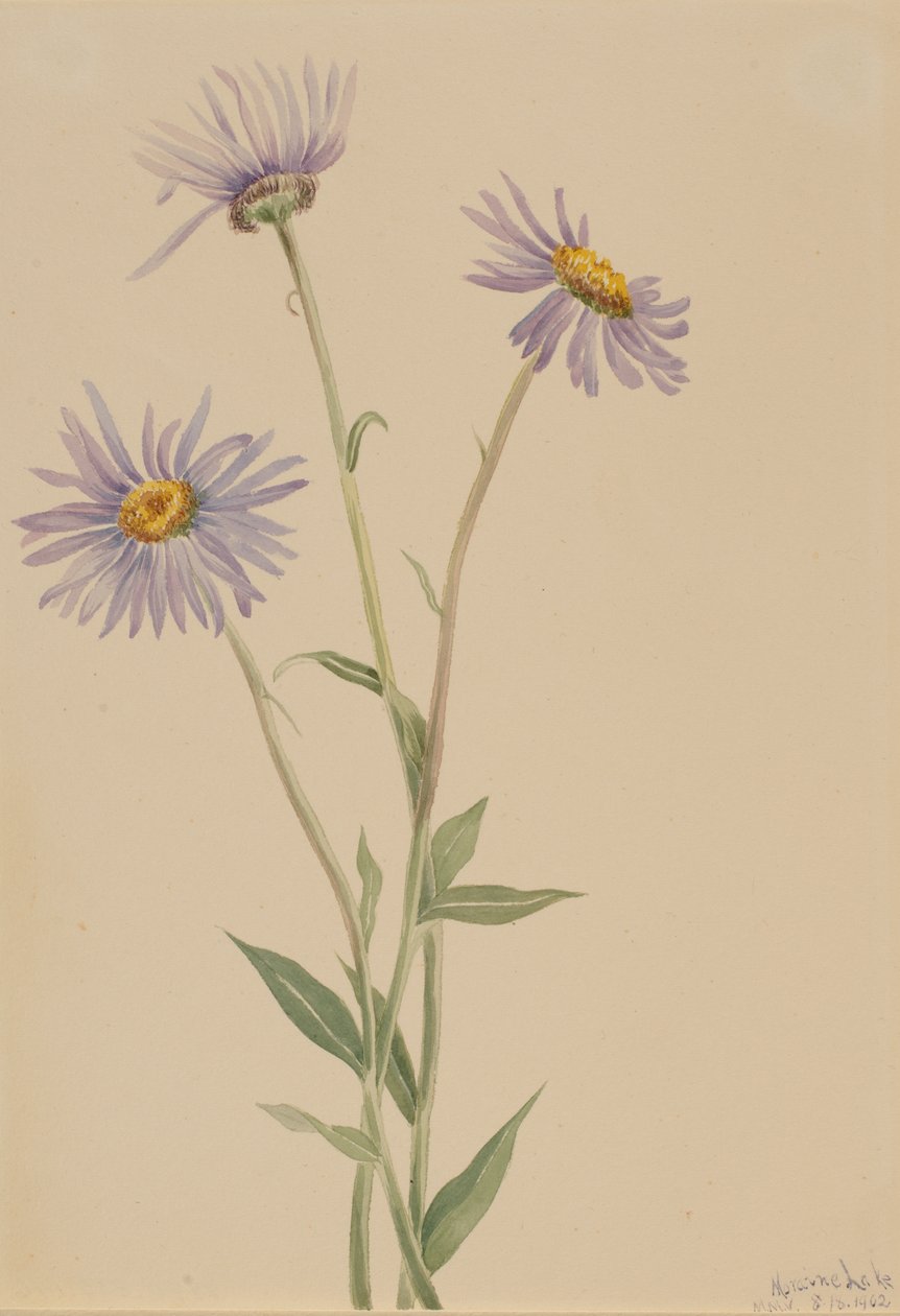 Showy Fleabane Erigeron salsuginosus, 1902. 作： メアリーヴォーウォルコット