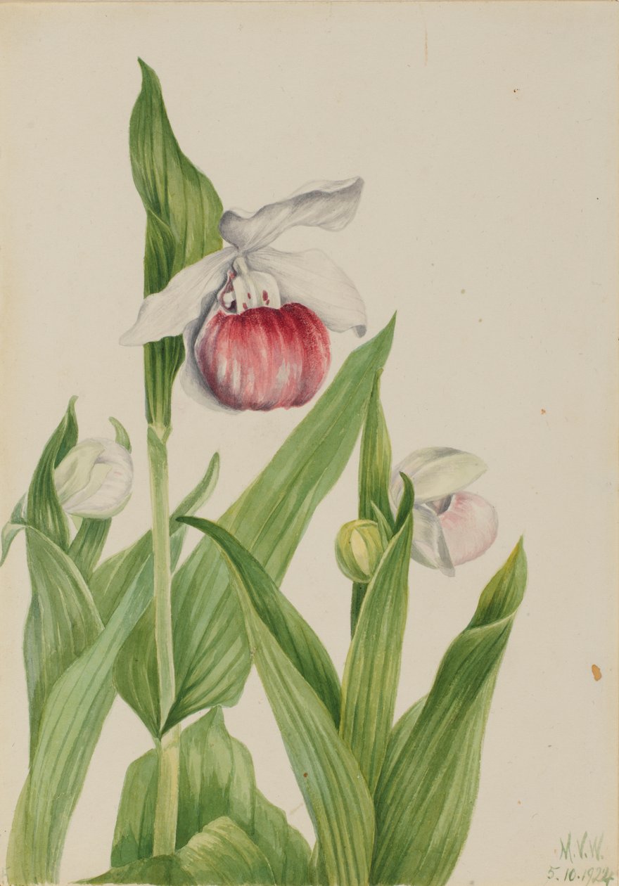 派手な女性用スリッパ Cypripedium reginae、1924年。 作： メアリーヴォーウォルコット