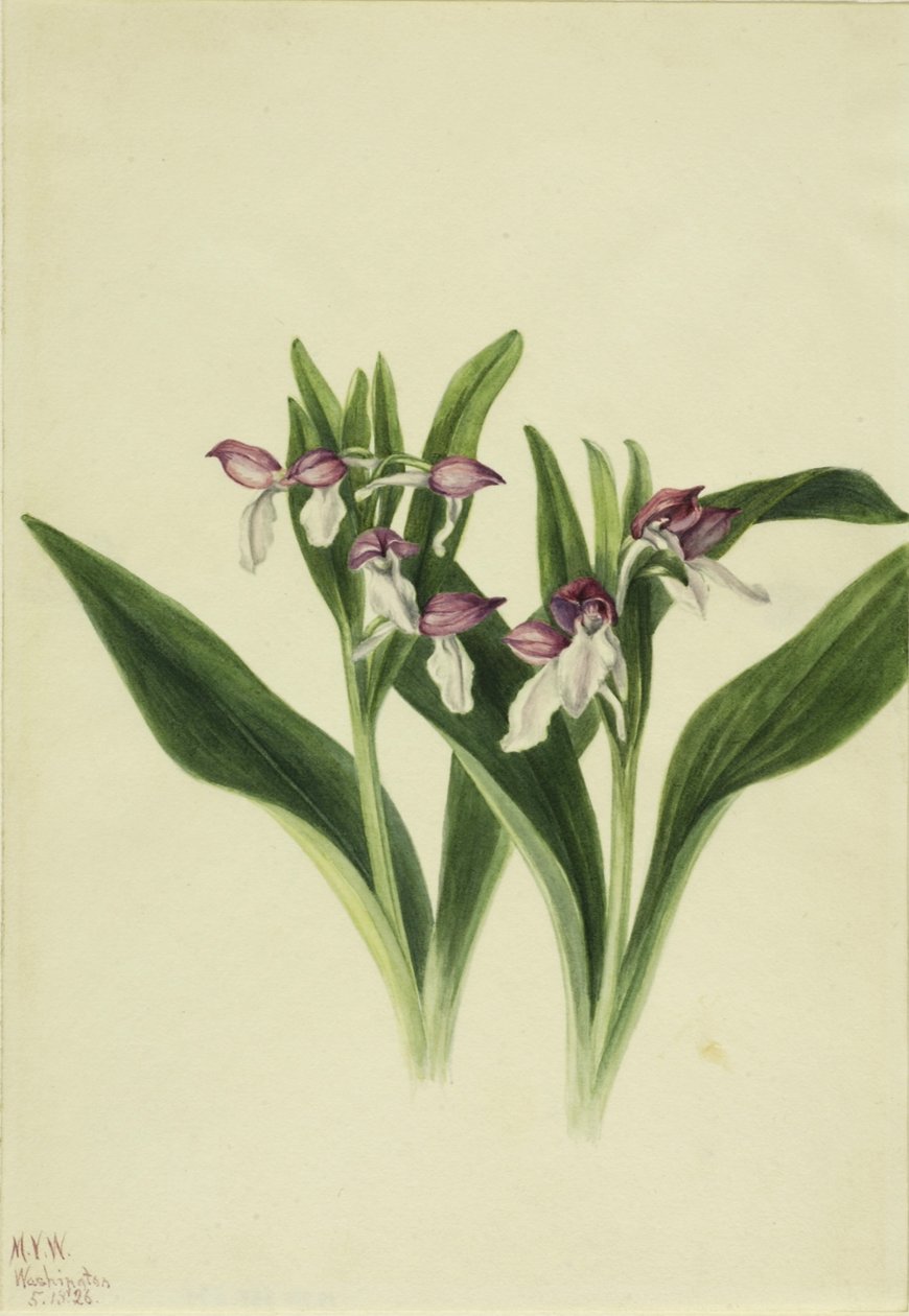 ショウオーキス（Orchis spectabilis） 作： メアリーヴォーウォルコット