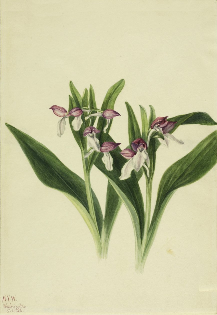 Showy Orchis Orchis spectabilis, 1926. 作： メアリーヴォーウォルコット