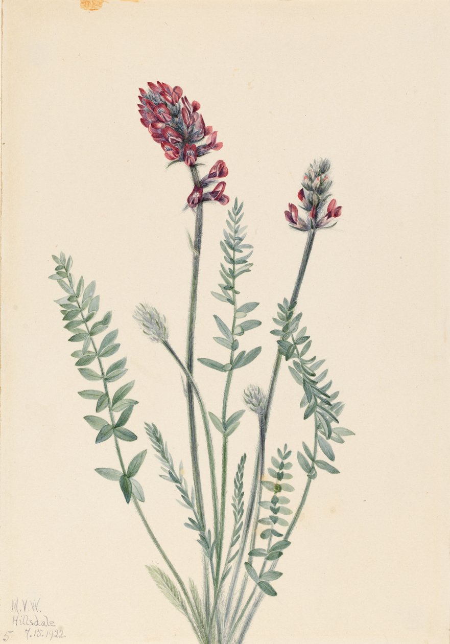 オキシトロープ（Oxytropis splendens） 作： メアリーヴォーウォルコット