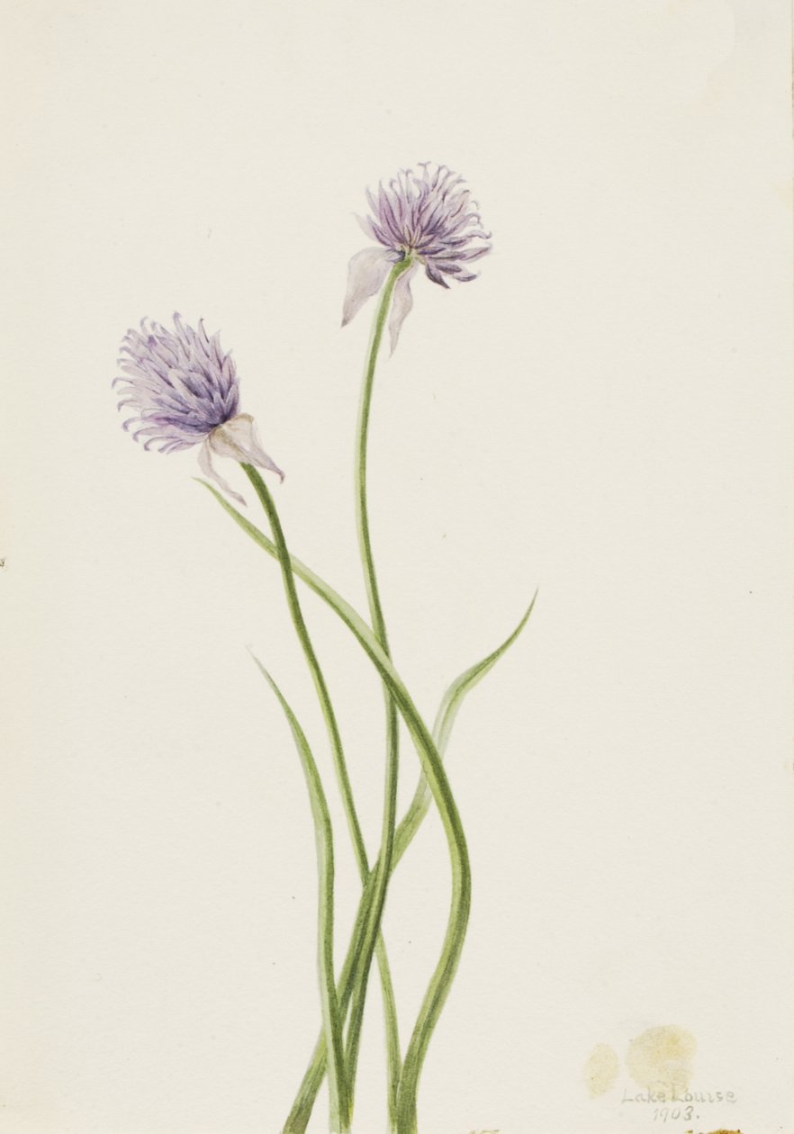 シベリアンオニオン Allium sibericum、1903年。 作： メアリーヴォーウォルコット