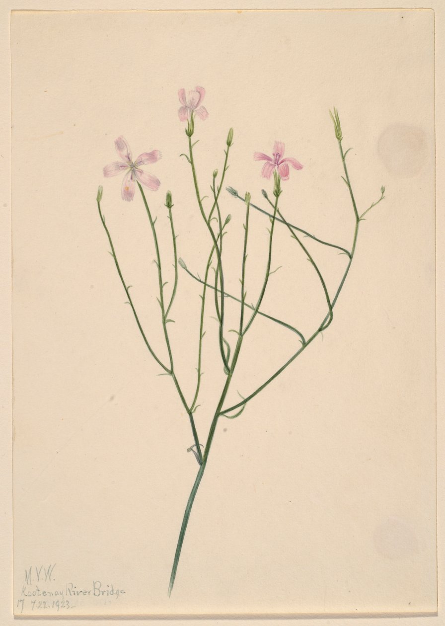 スケルトン・フラワー（Lygodesmia juncea） 作： メアリーヴォーウォルコット