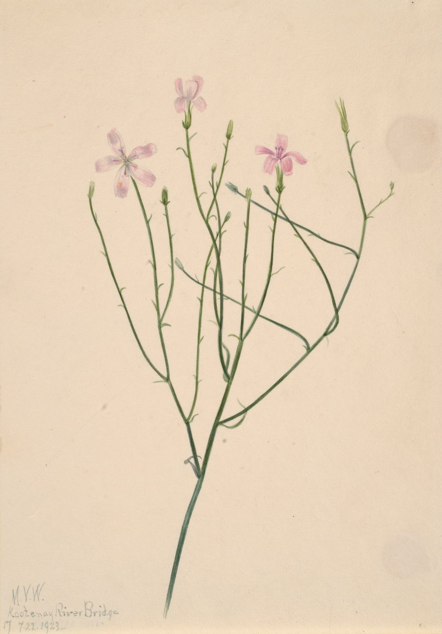 スケルトンフラワーLygodesmia juncea, 1923. 作： メアリーヴォーウォルコット
