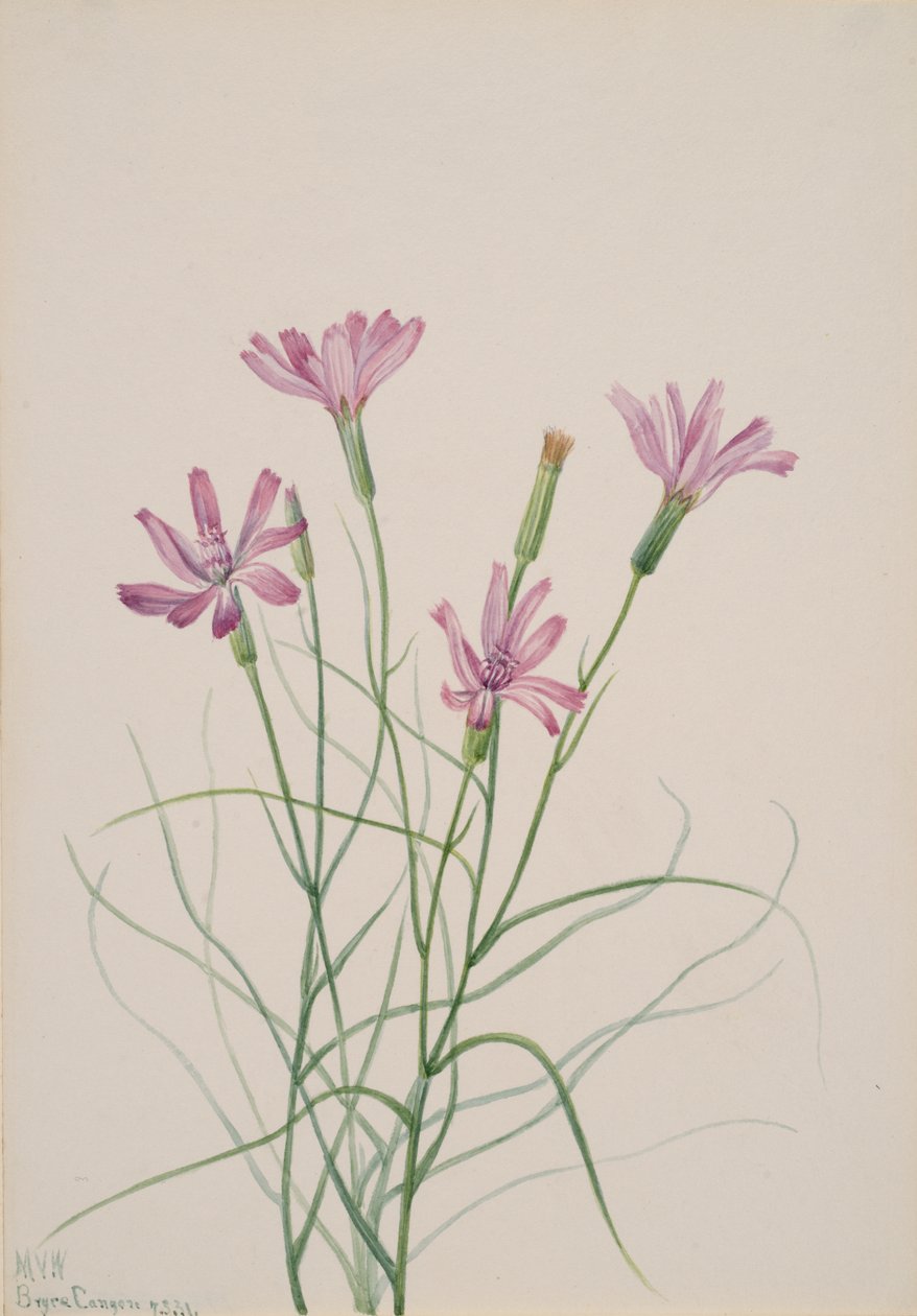 骸骨雑草 Lygodesmia grandiflora、1931 年。 作： メアリーヴォーウォルコット