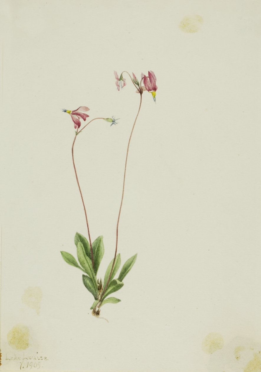 スレンダーシューティングスター (Dodecatheon pauciflorum) 作： メアリーヴォーウォルコット