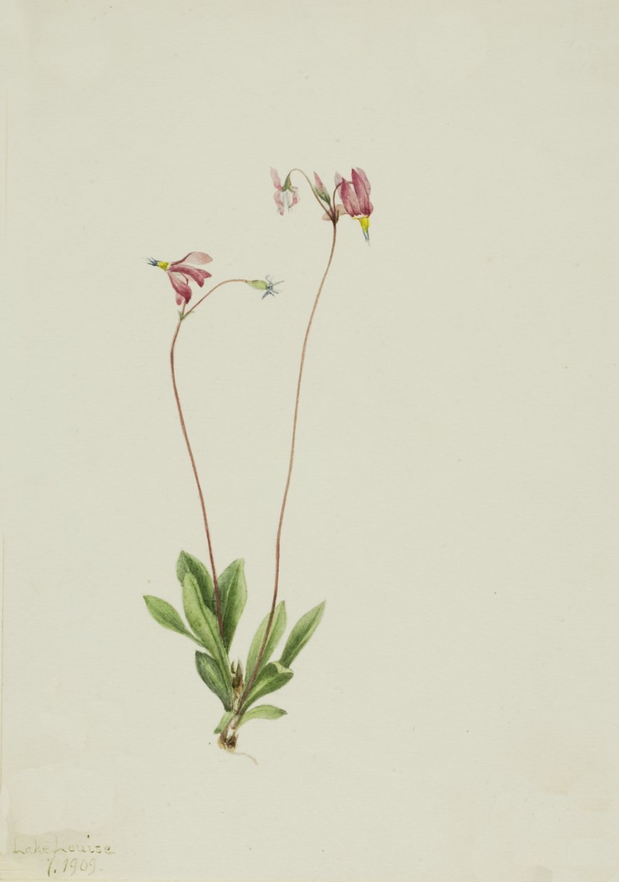Slender Shootingstar Dodecatheon pauciflorum, 1909. 作： メアリーヴォーウォルコット