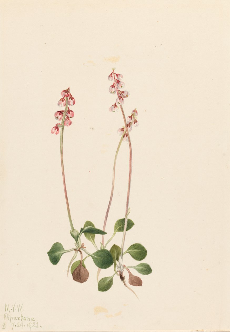 Small Pyrola Pyrola minor Pyrola minor, 1922. 作： メアリーヴォーウォルコット