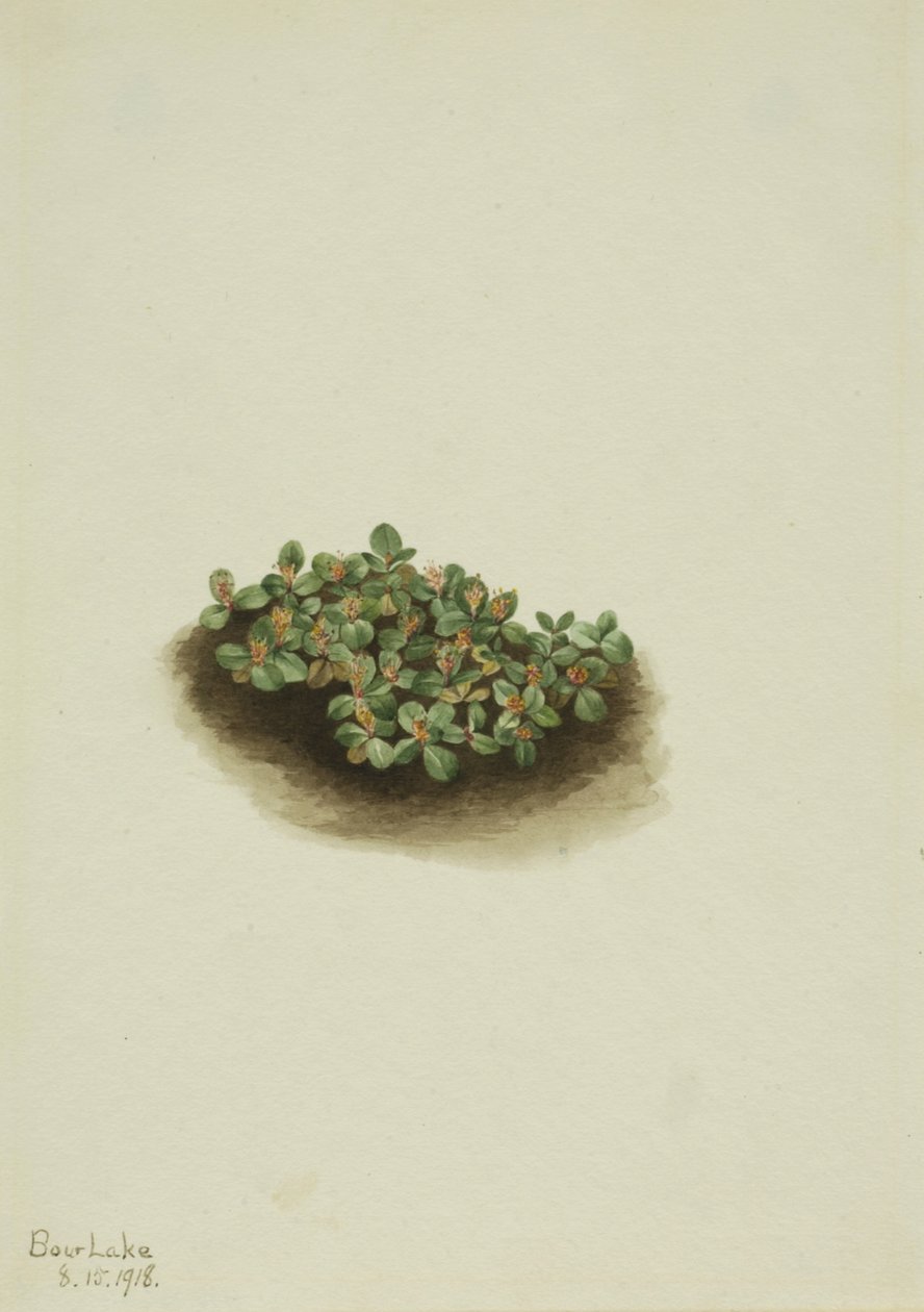 ユキヤナギ Salix nivalis, 1918. 作： メアリーヴォーウォルコット
