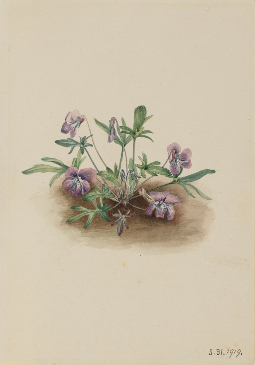 サザンコーストバイオレット（Viola septemloba） 作： メアリーヴォーウォルコット