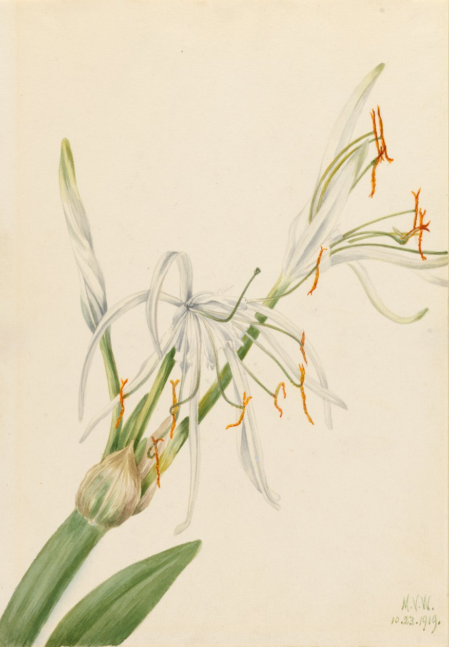 スパイダーリリー Hymenocallis rotata, 1919. 作： メアリーヴォーウォルコット