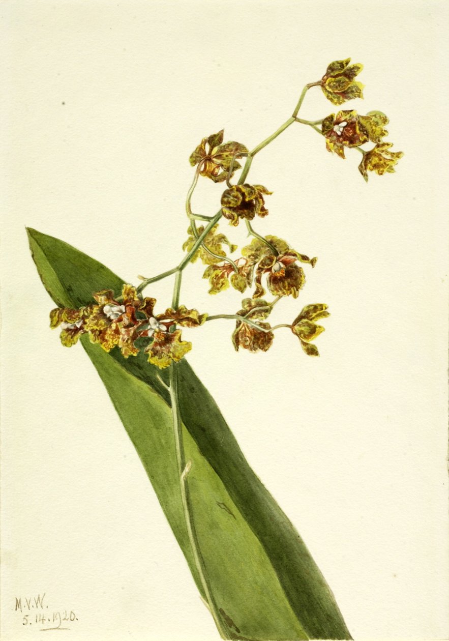 Spotted Cyrtopodium Cyrtopodium punctatum, 1920. 作： メアリーヴォーウォルコット