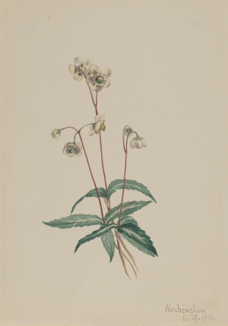 Spotted Pipsissewa Chimaphila maculata, 1918. 作： メアリーヴォーウォルコット