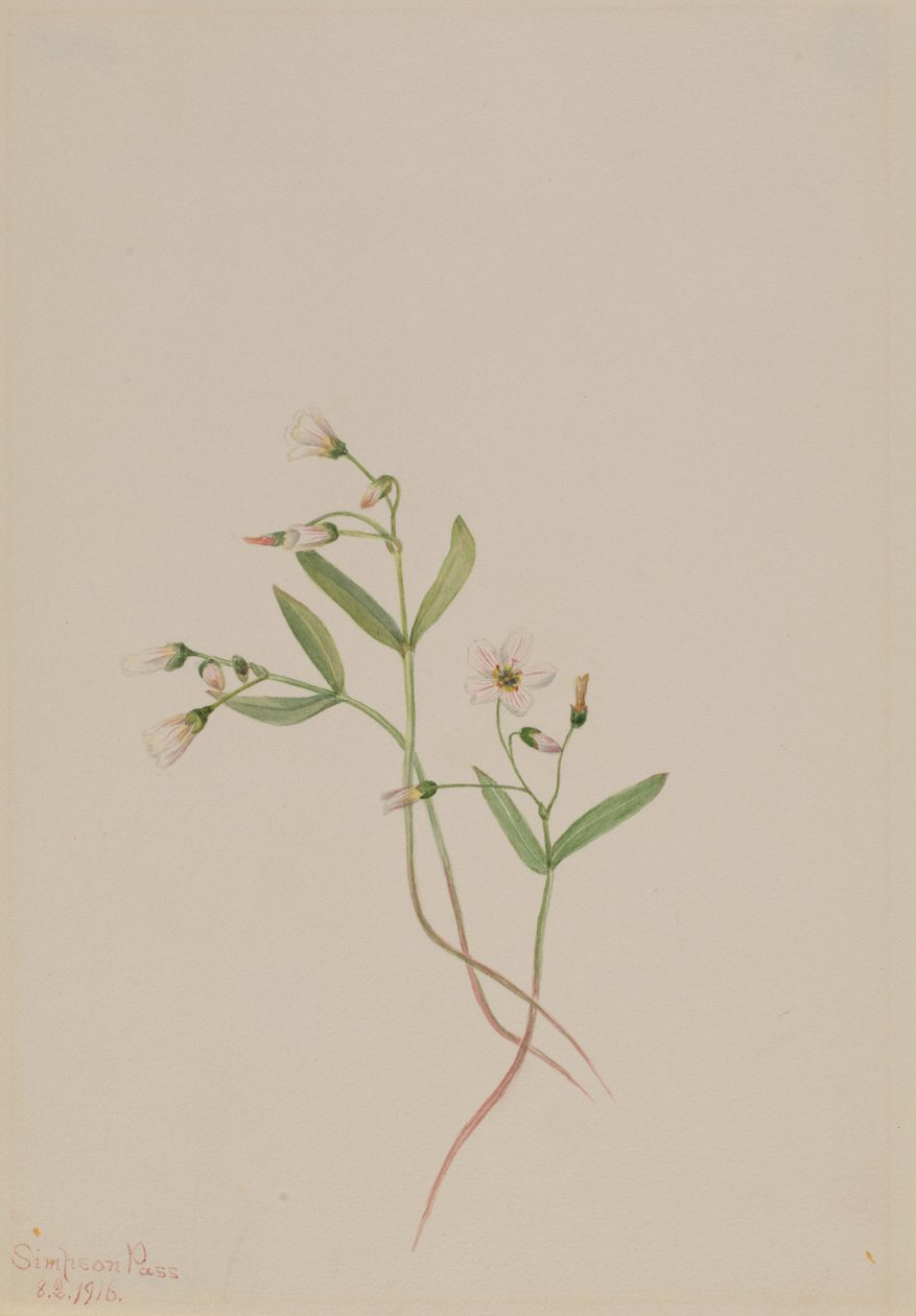 スプリング・ビューティー（Claytonia lanceolata） 作： メアリーヴォーウォルコット