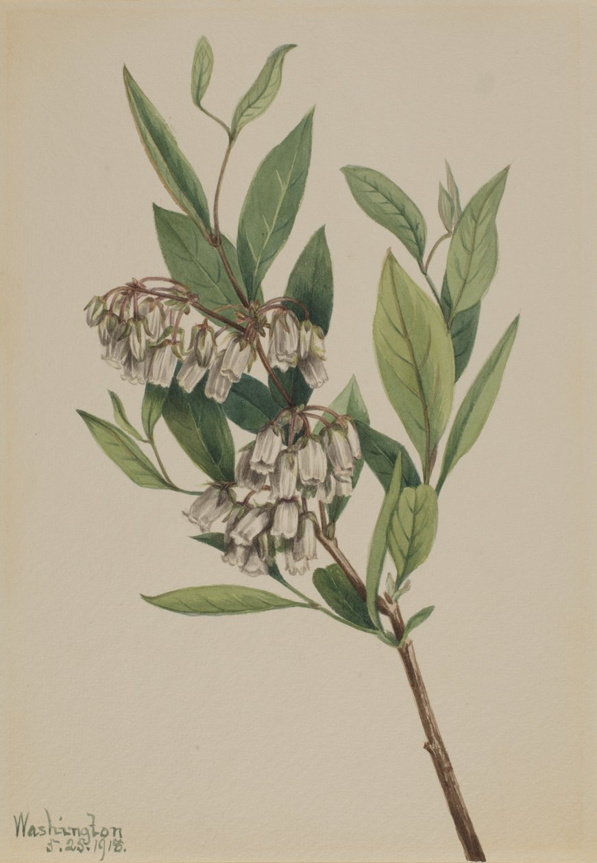 Stagger-Bush Pieris mariana, 1918. 作： メアリーヴォーウォルコット