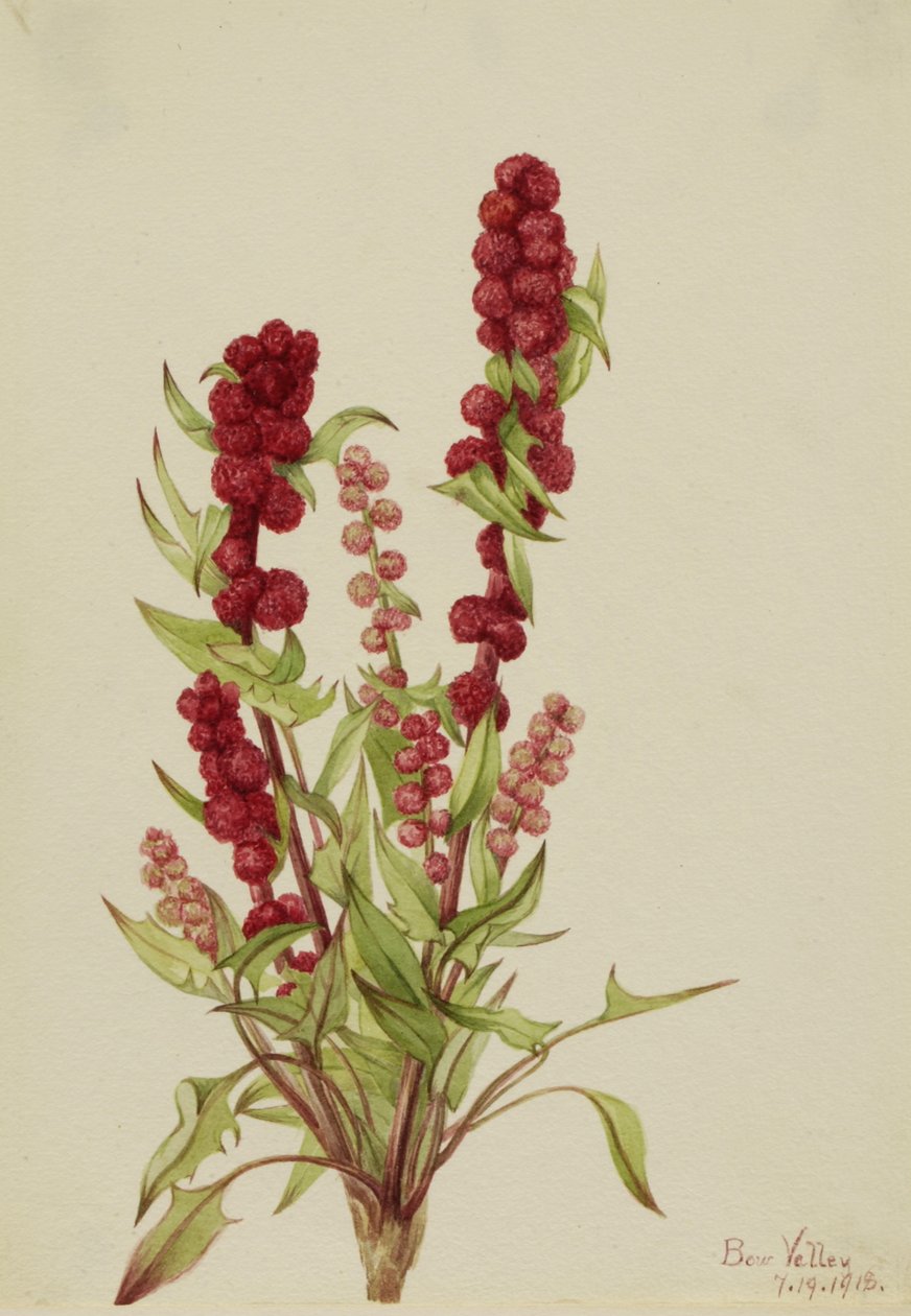 Strawberry-Blite Chenopodium capitatum, 1918. 作： メアリーヴォーウォルコット