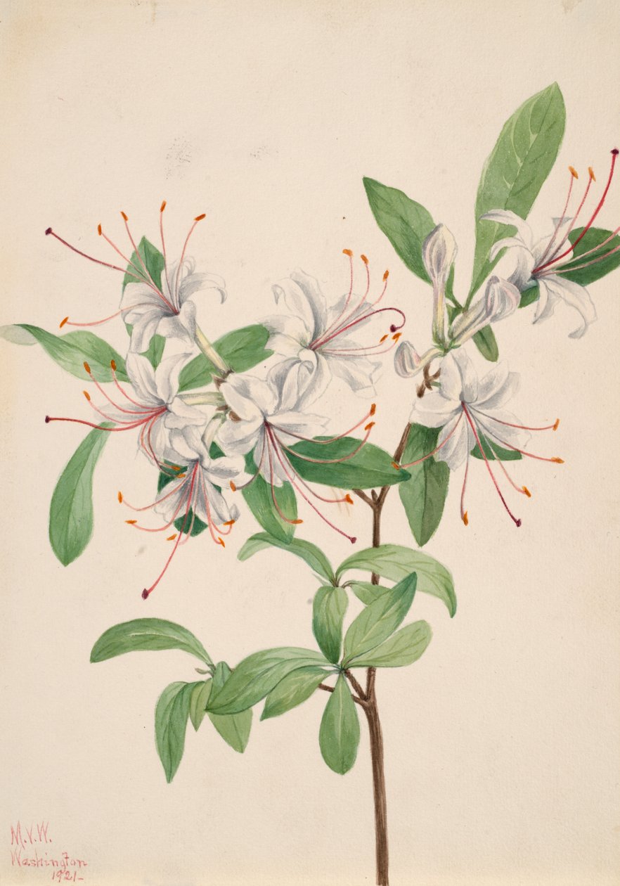 スイートアゼリア Azalea arborescens, 1921. 作： メアリーヴォーウォルコット