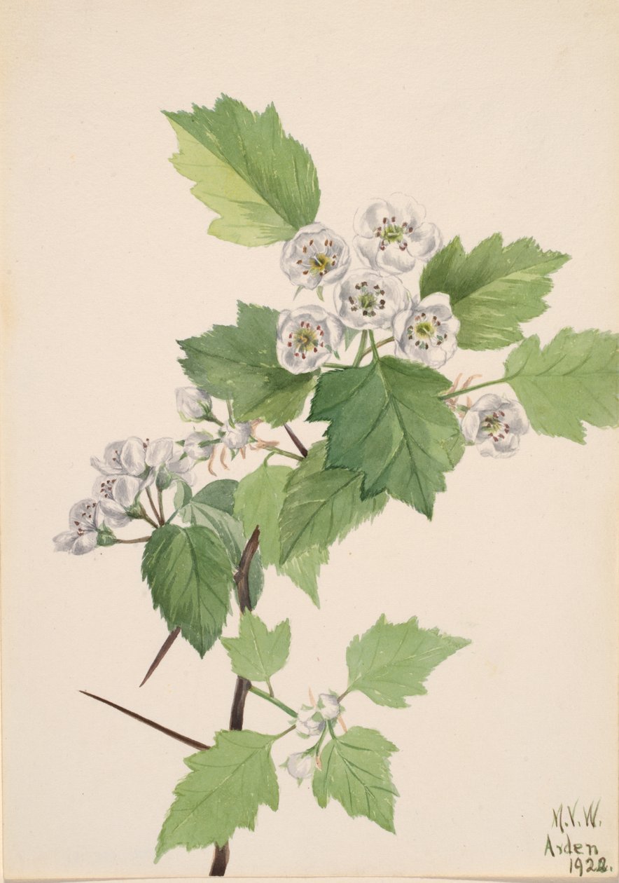 チケットサンザシ Crataegus coccinea, 1922. 作： メアリーヴォーウォルコット