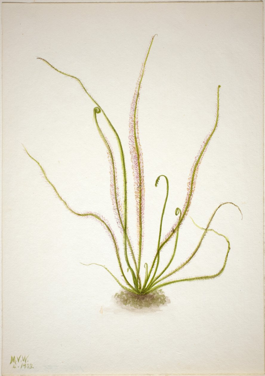 スレッドリーフサンデュー（Drosera rotundifolia） 作： メアリーヴォーウォルコット