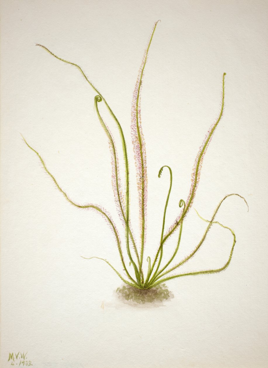 糸状葉サンデー Drosera rotundifolia, 1933. 作： メアリーヴォーウォルコット