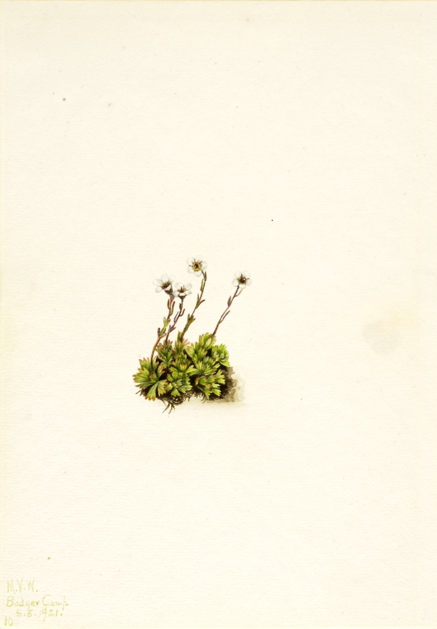 Tufted Saxifrage Saxifraga caespitosa, 1921. 作： メアリーヴォーウォルコット
