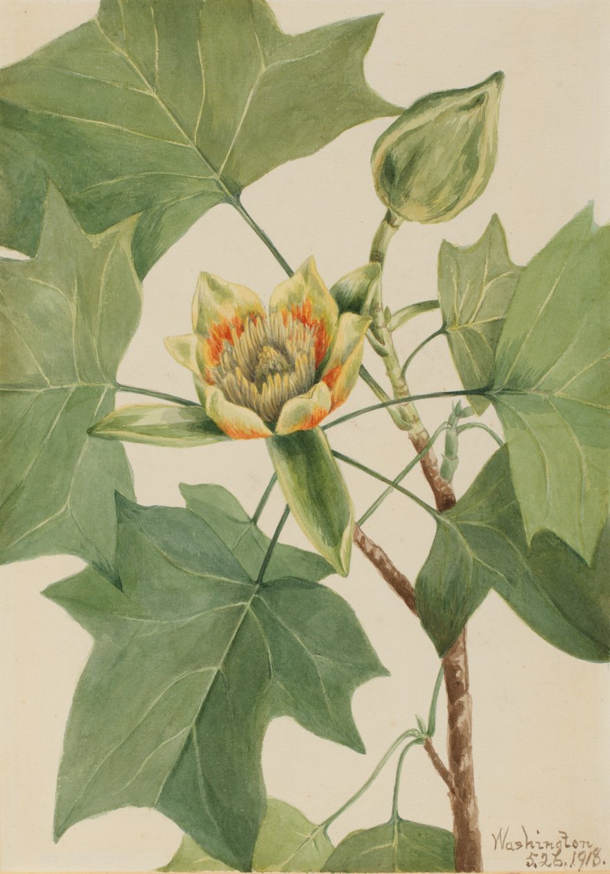 Tuliptree Liriodendron tulipifera, 1918. 作： メアリーヴォーウォルコット