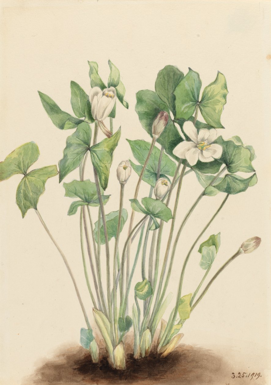 Twinleaf Jeffersonia diphylla、1919年。 作： メアリーヴォーウォルコット