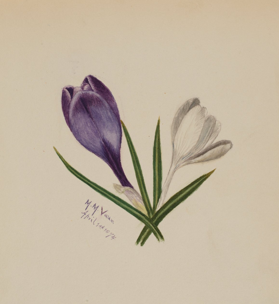 油絵。クロッカス。 1854年 Sweet Ornamental Flower Garden Pl.211 アヤメ科