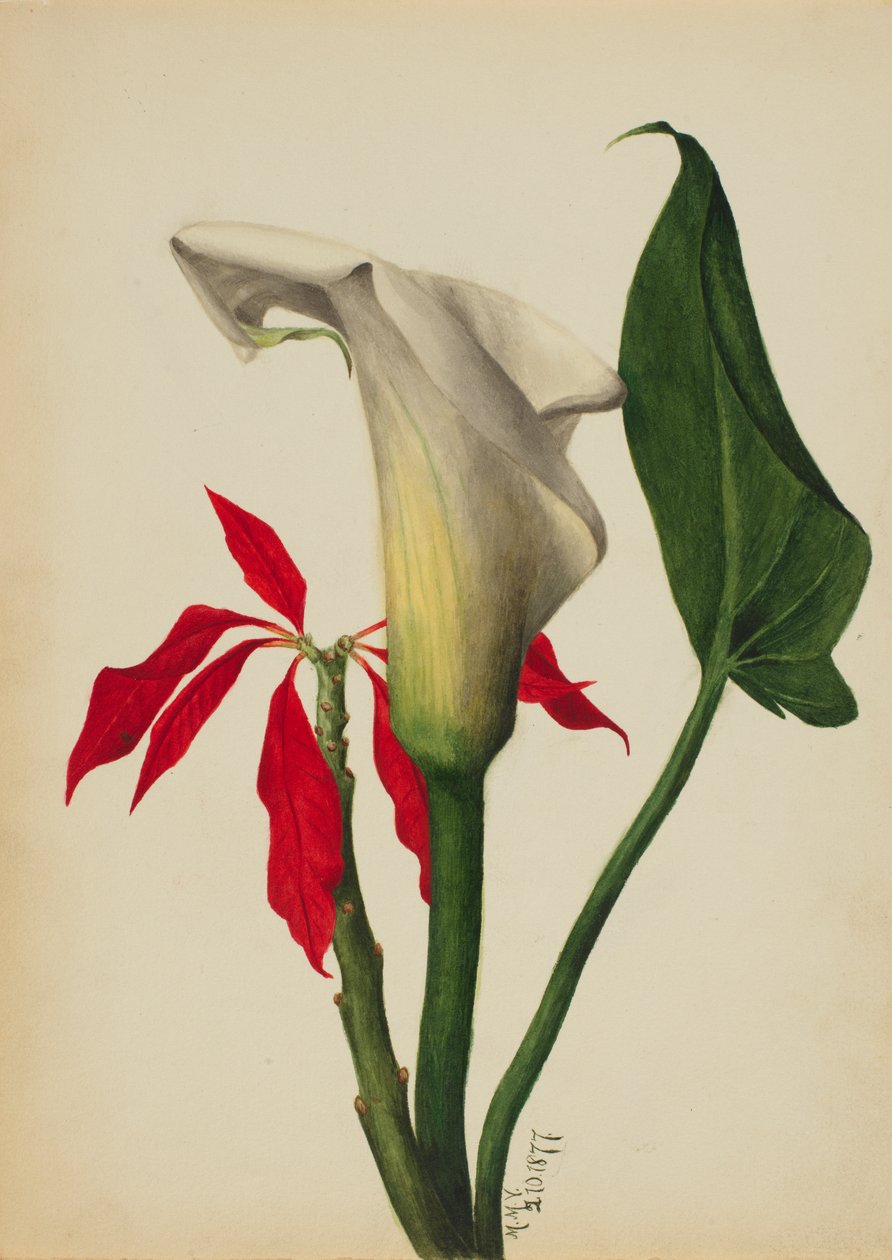 無題 Calla Lily, 1877年 作： メアリーヴォーウォルコット