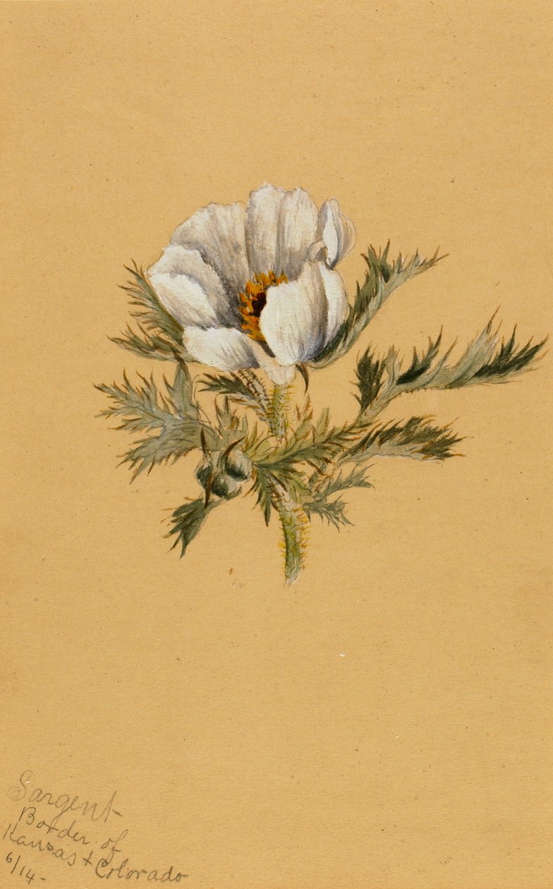 無題の花の習作」1883年 作： メアリーヴォーウォルコット