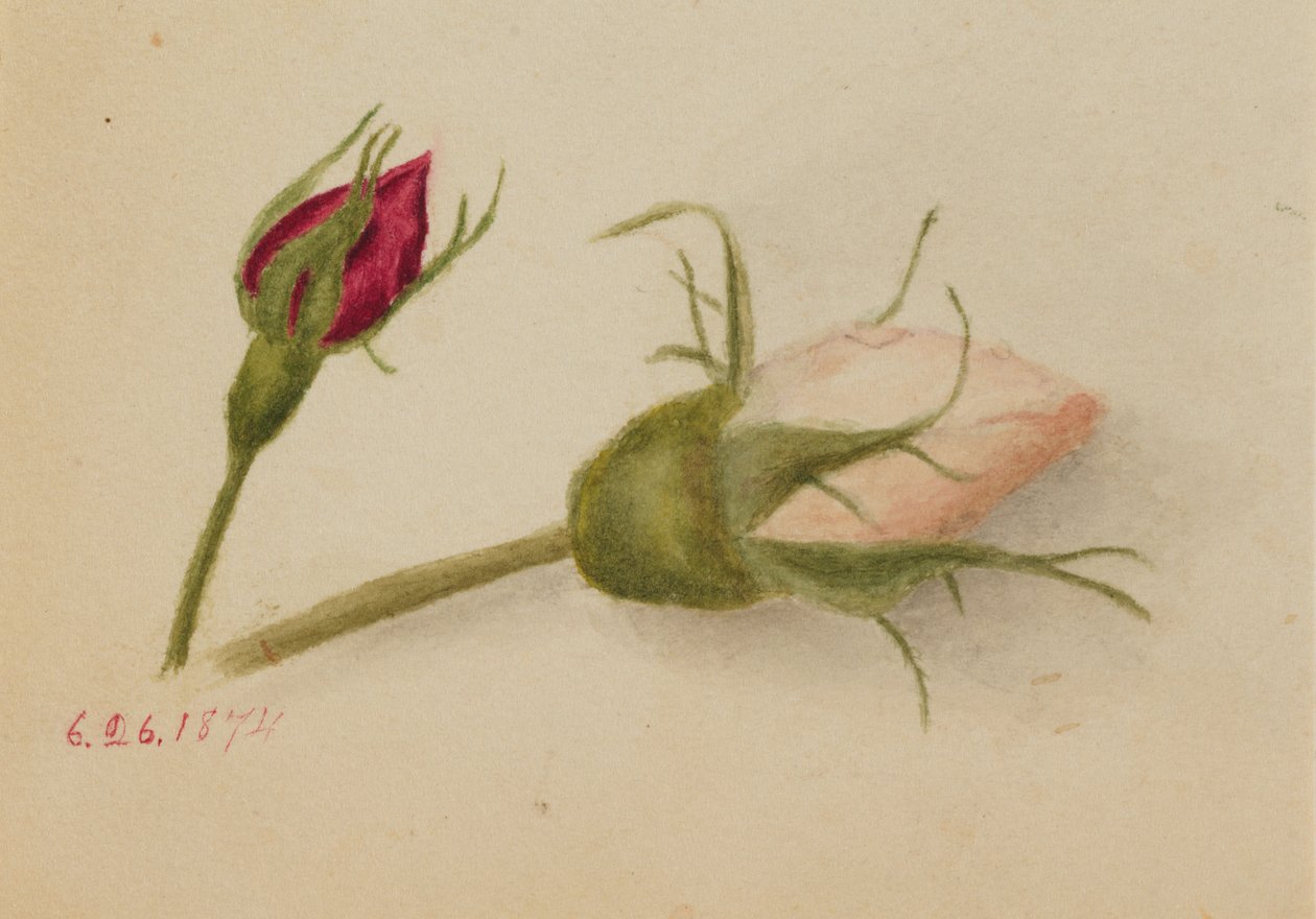 無題のバラの花」1874年 作： メアリーヴォーウォルコット