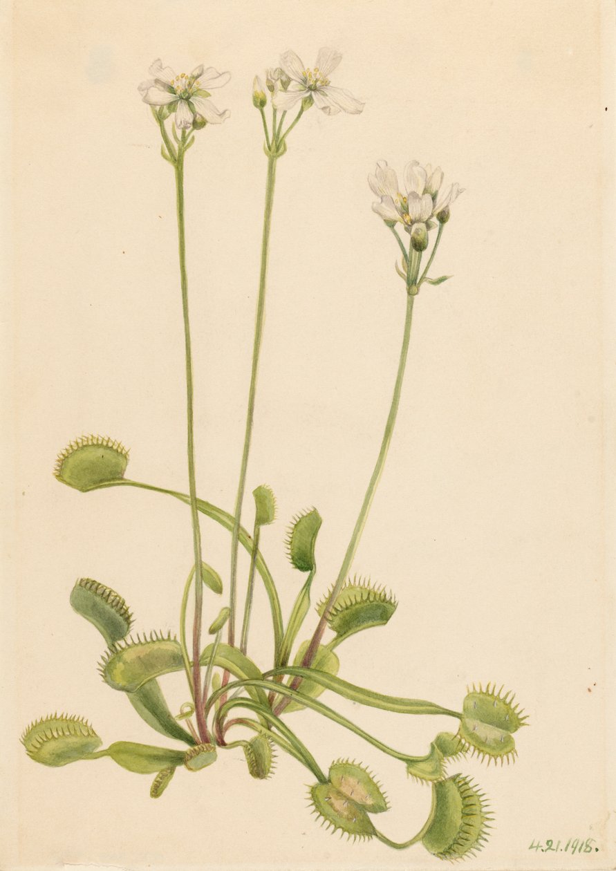 ハエトリグサ Dionaea muscipula、1918 年。 作： メアリーヴォーウォルコット