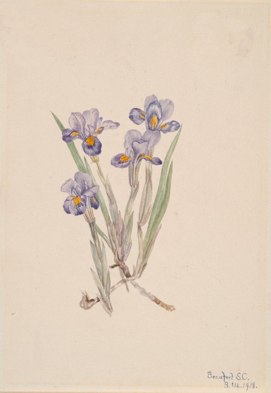 ヴァーナル・アイリス Iris verna, 1918. 作： メアリーヴォーウォルコット