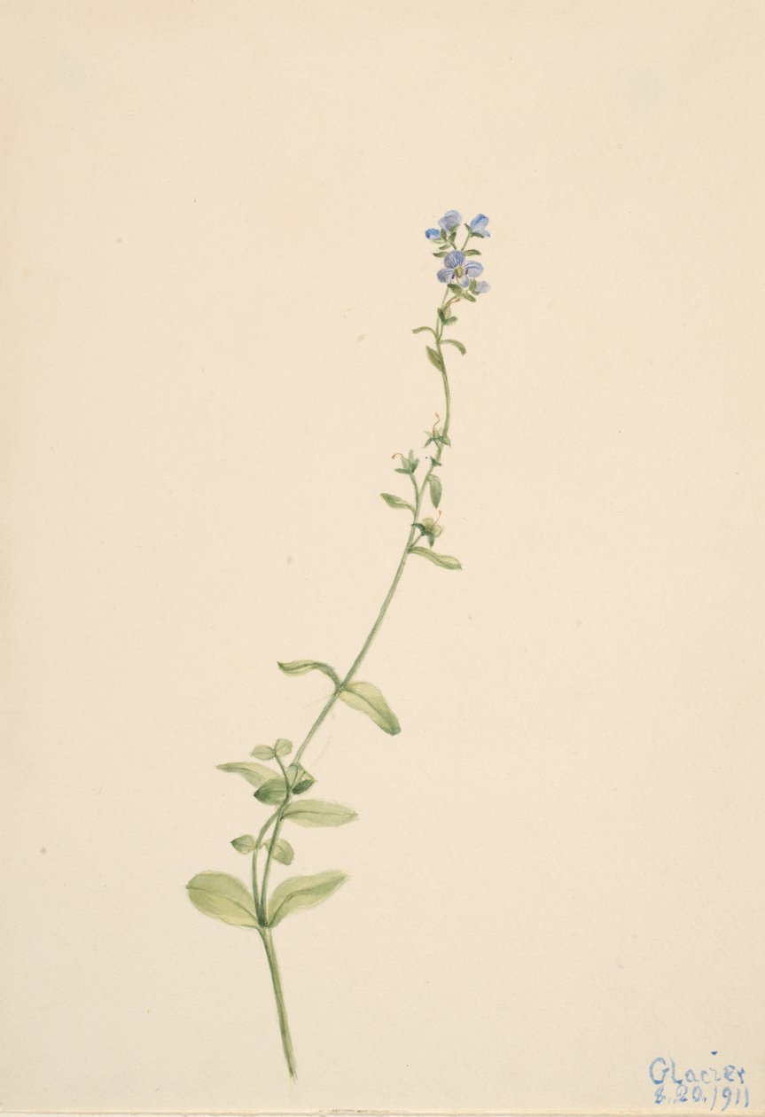 Veronica serpyllifolia, 1911. 作： メアリーヴォーウォルコット