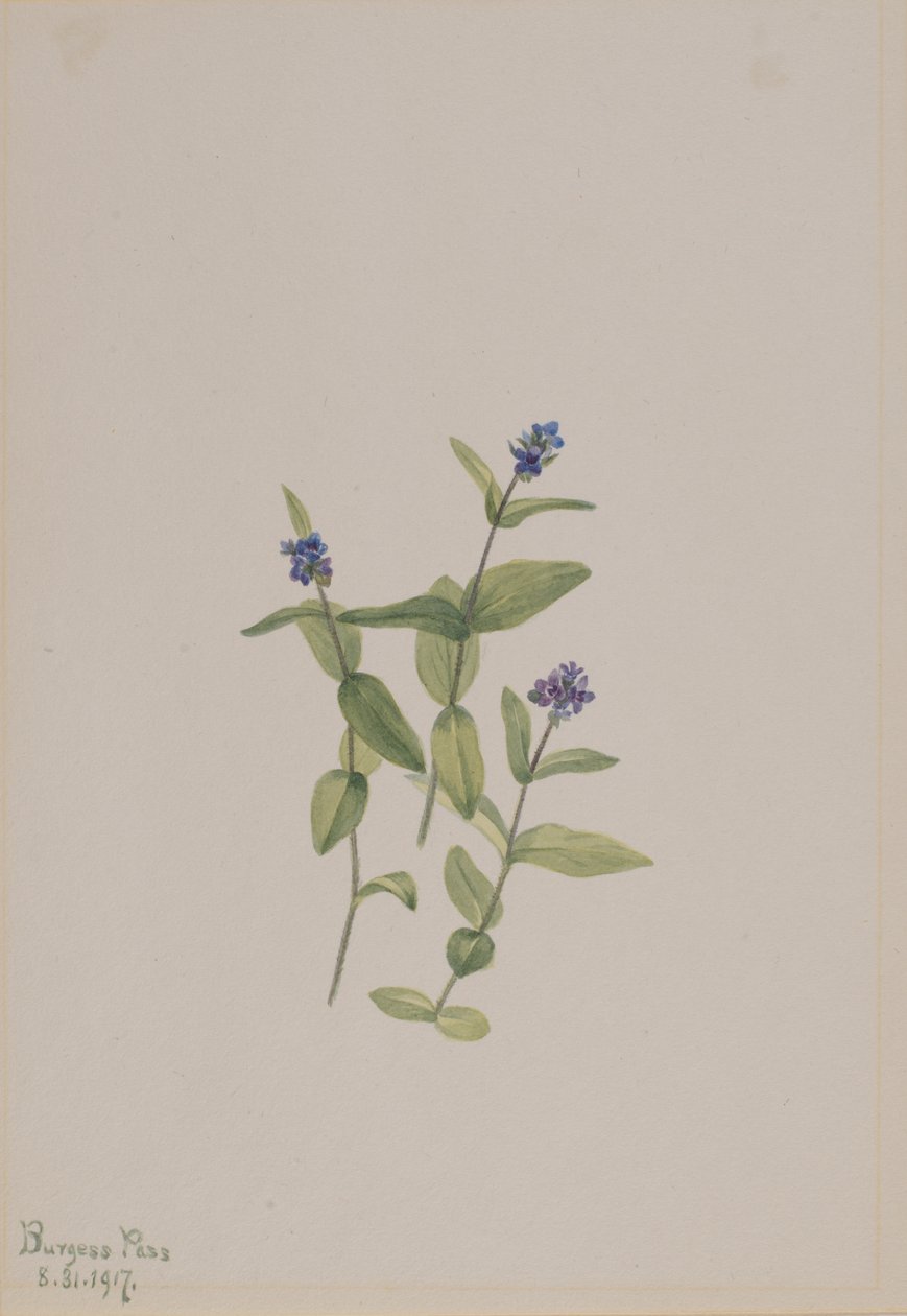 Veronica wormskjoldii, 1917. 作： メアリーヴォーウォルコット