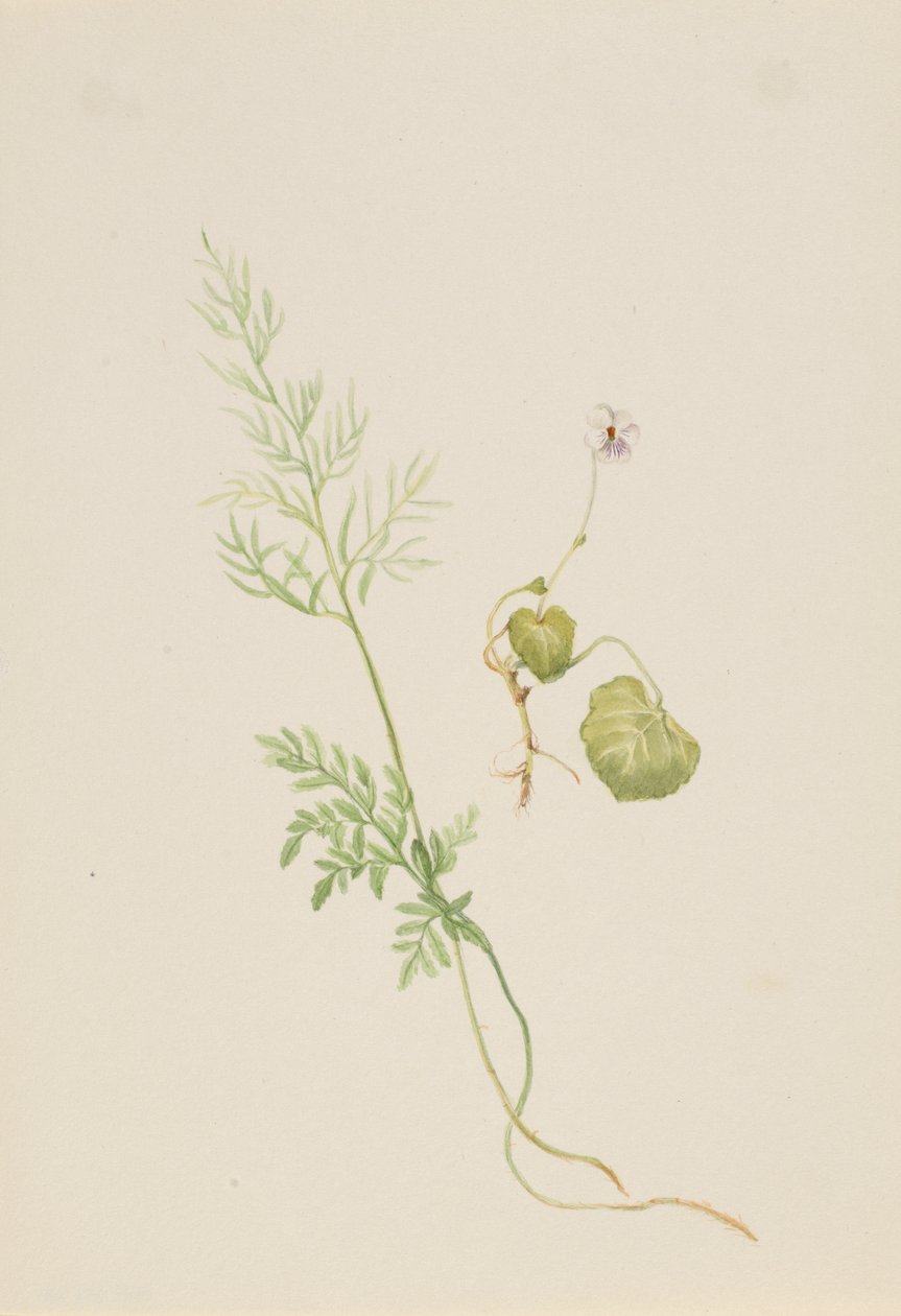 Viola palustris, ca.1917-1918. 作： メアリーヴォーウォルコット