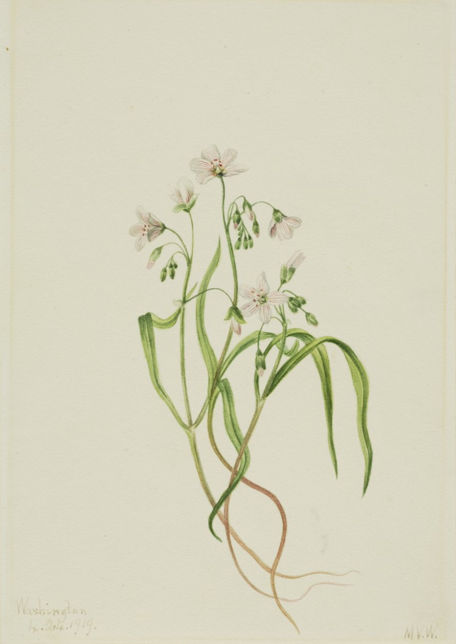 バージニア・スプリングビューティ Claytonia virginica, 1919. 作： メアリーヴォーウォルコット