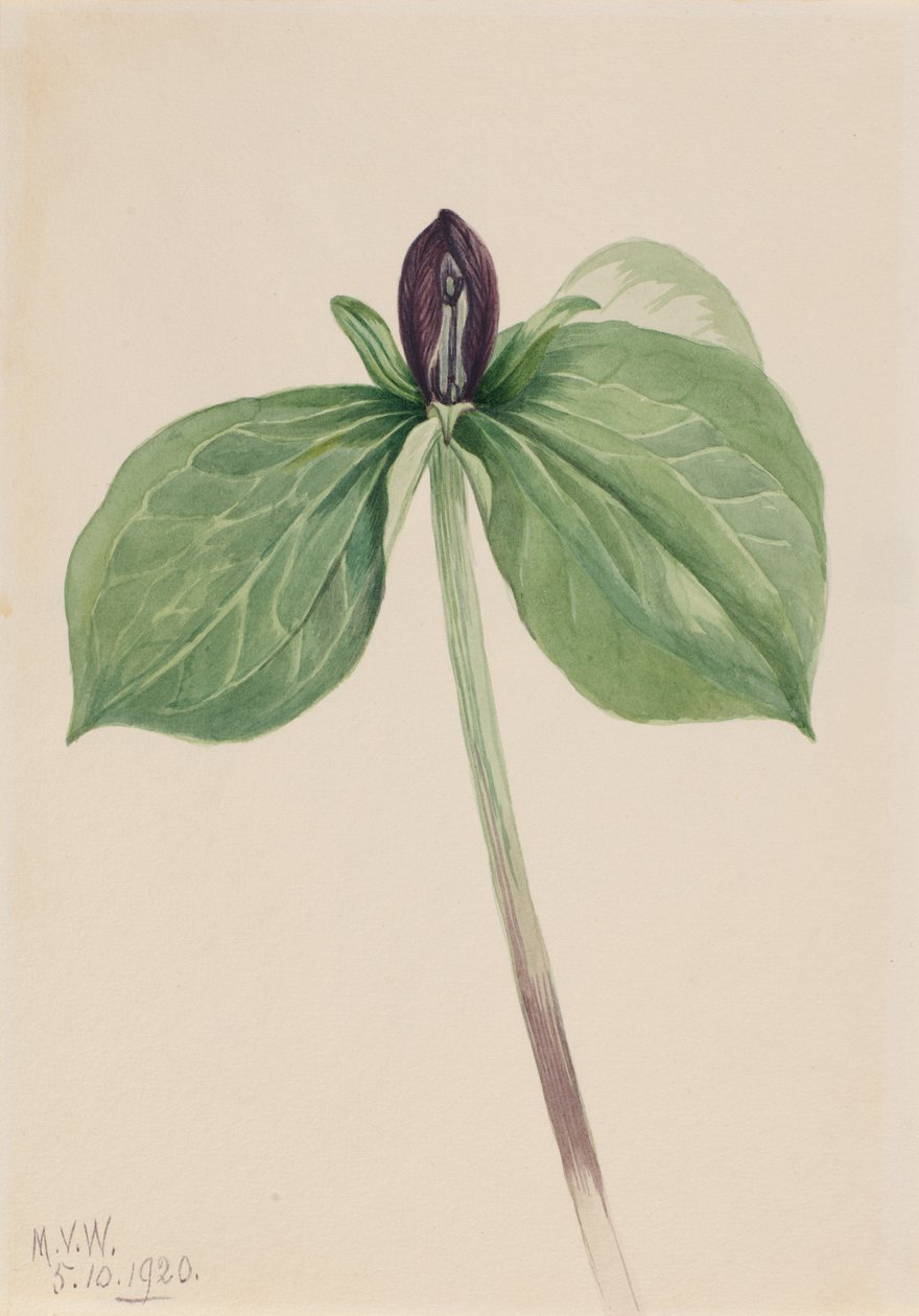 Wak-Robin Trillium sessile, 1920. 作： メアリーヴォーウォルコット