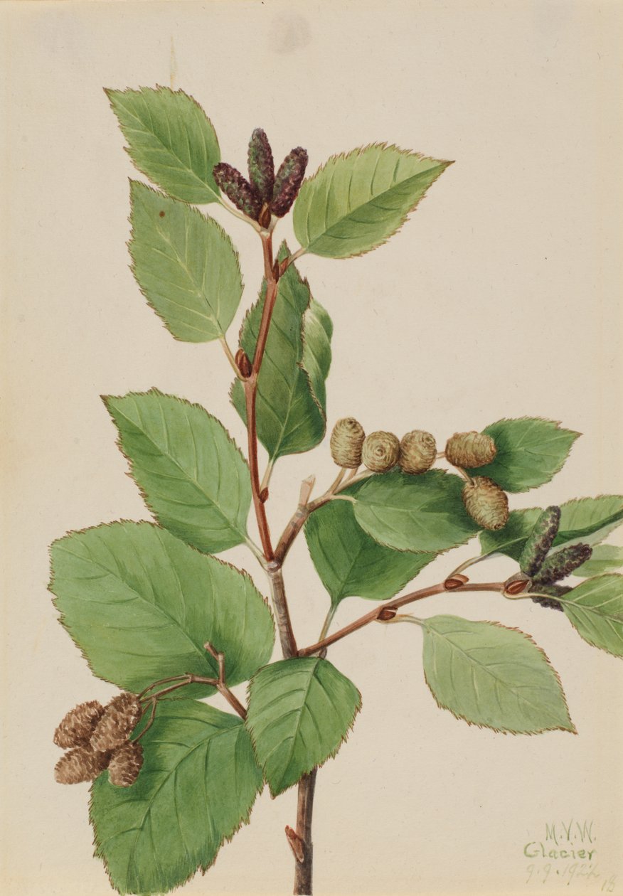 Western Green Alder Alnus sinuata, 1922. 作： メアリーヴォーウォルコット