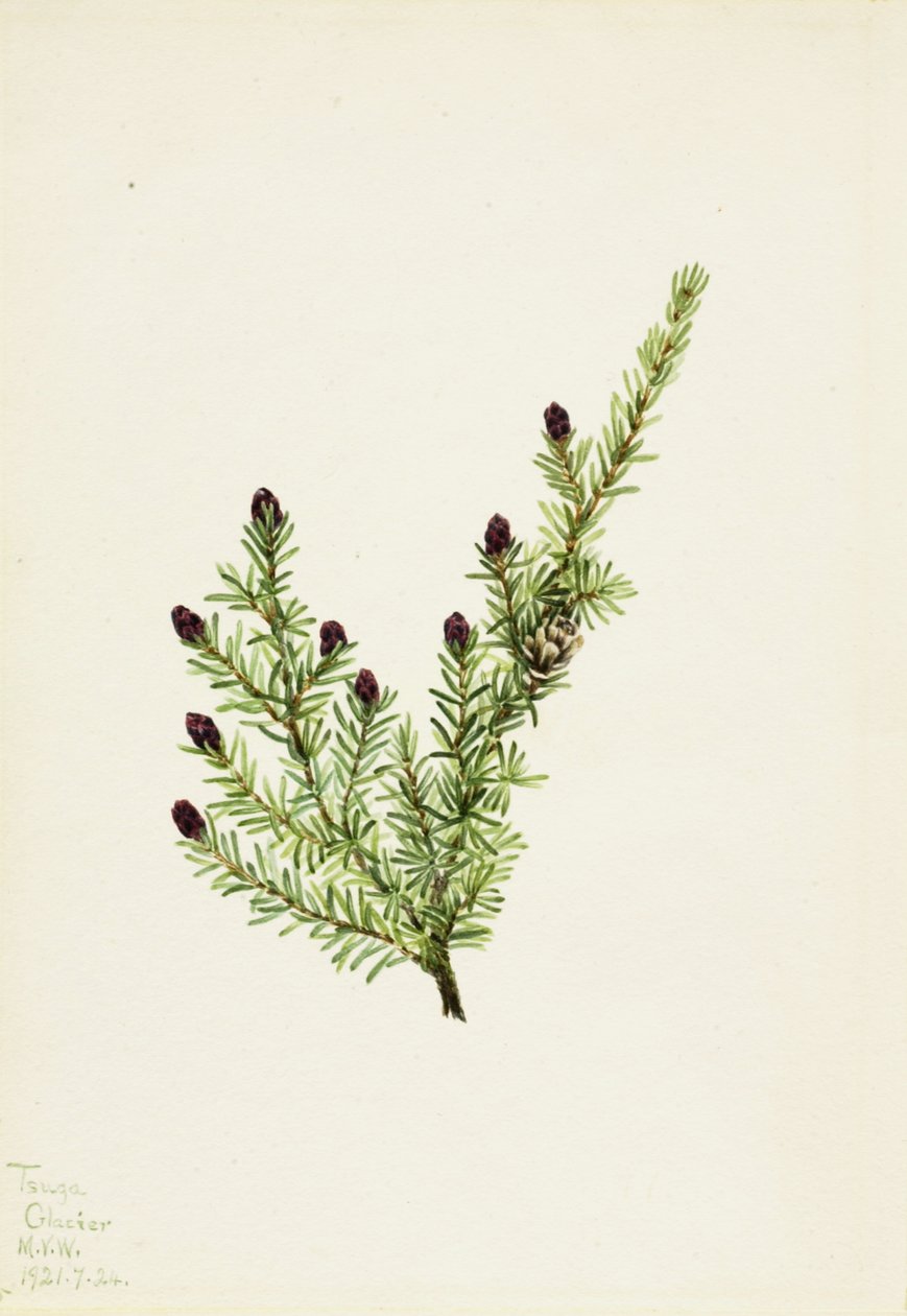 Western Hemlock Tsuga heterophylla, 1924. 作： メアリーヴォーウォルコット