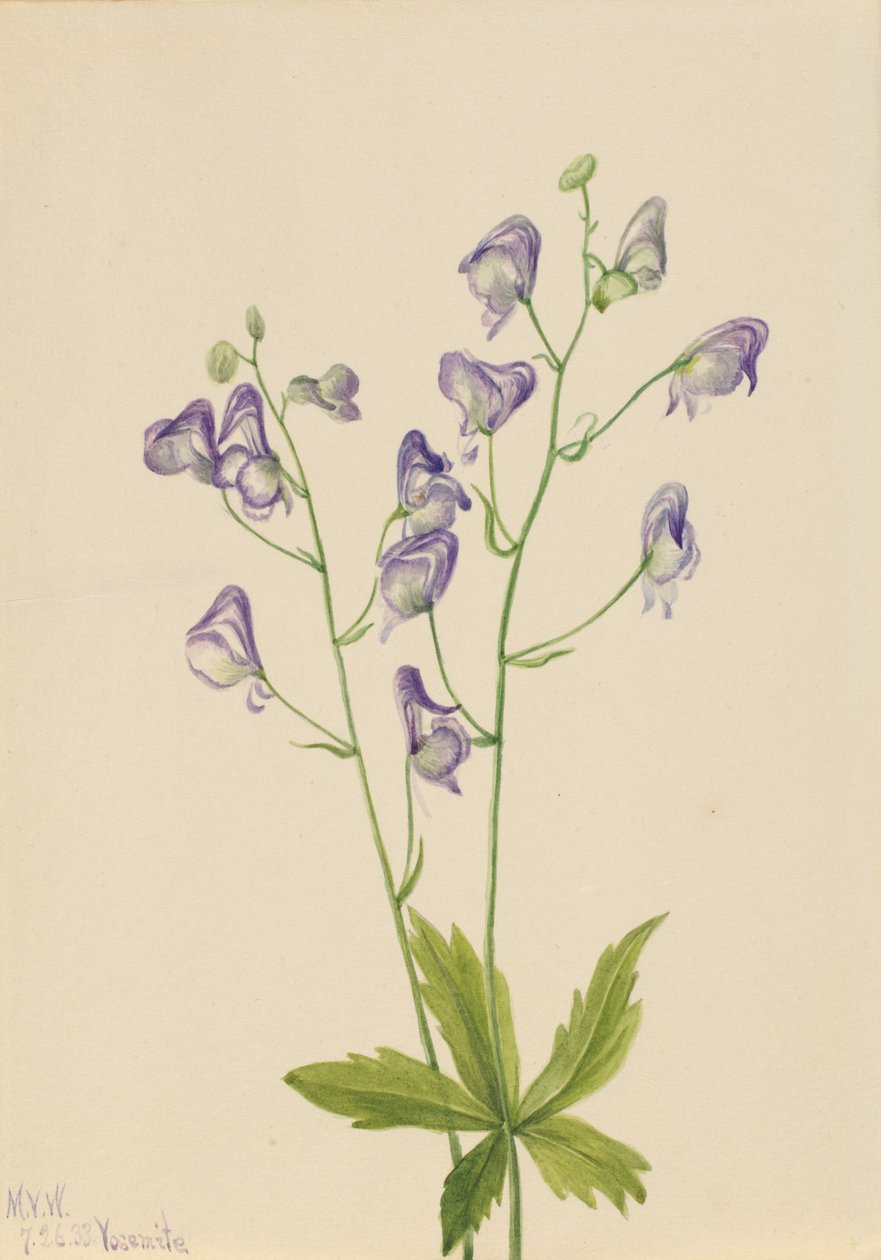 Western Monkshood Aconitum columbianum, 1933. 作： メアリーヴォーウォルコット