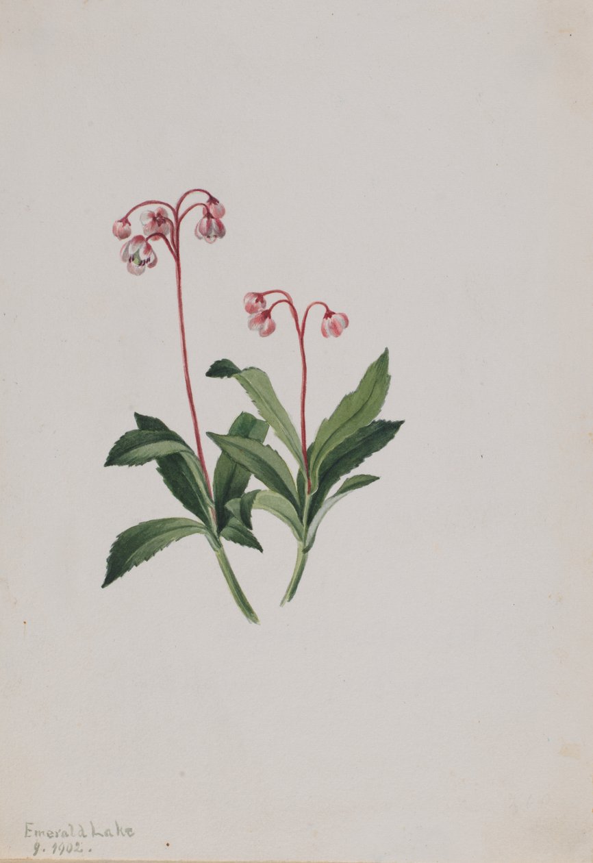 ウェスタン・ピプシセワ（Chimaphila umbellata） 作： メアリーヴォーウォルコット