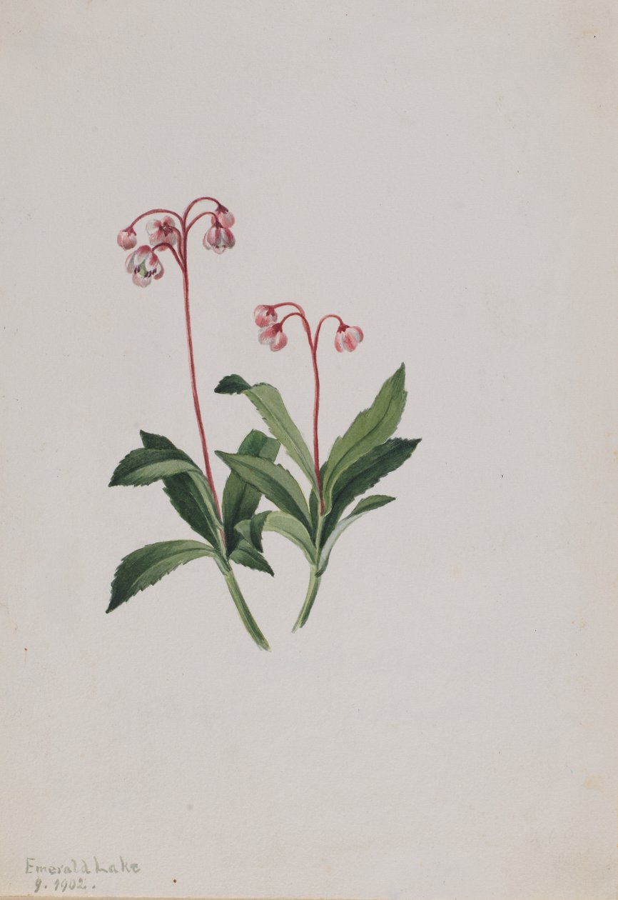 Western Pipsissewa Chimaphila umbellata, 1902. 作： メアリーヴォーウォルコット