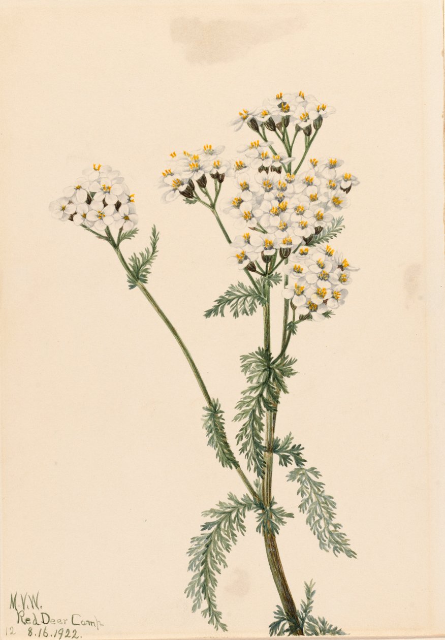Western Yarrow Achillea lanulosa, 1922. 作： メアリーヴォーウォルコット
