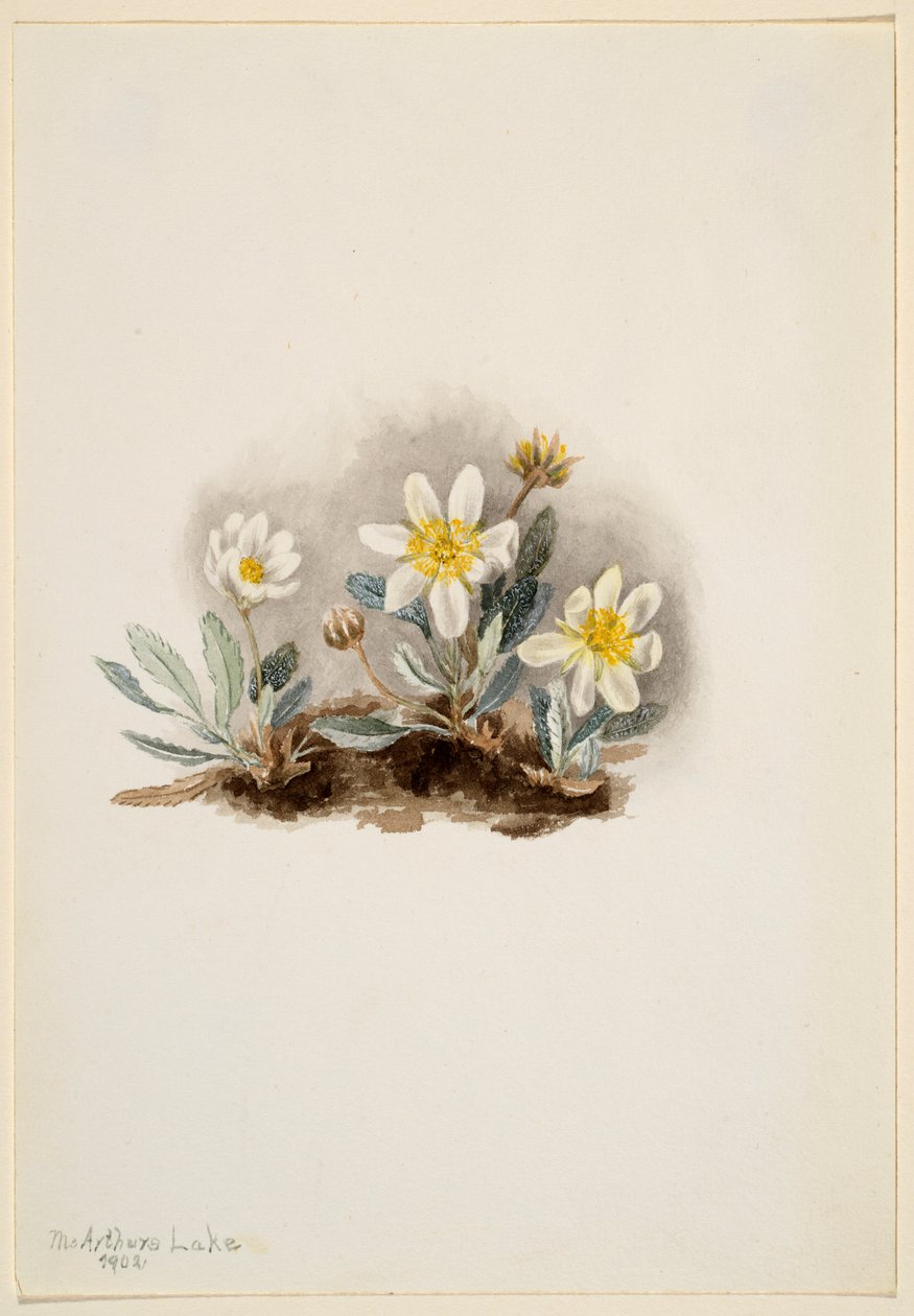 ホワイト・ドライヤード（Dryas octopetala） 作： メアリーヴォーウォルコット