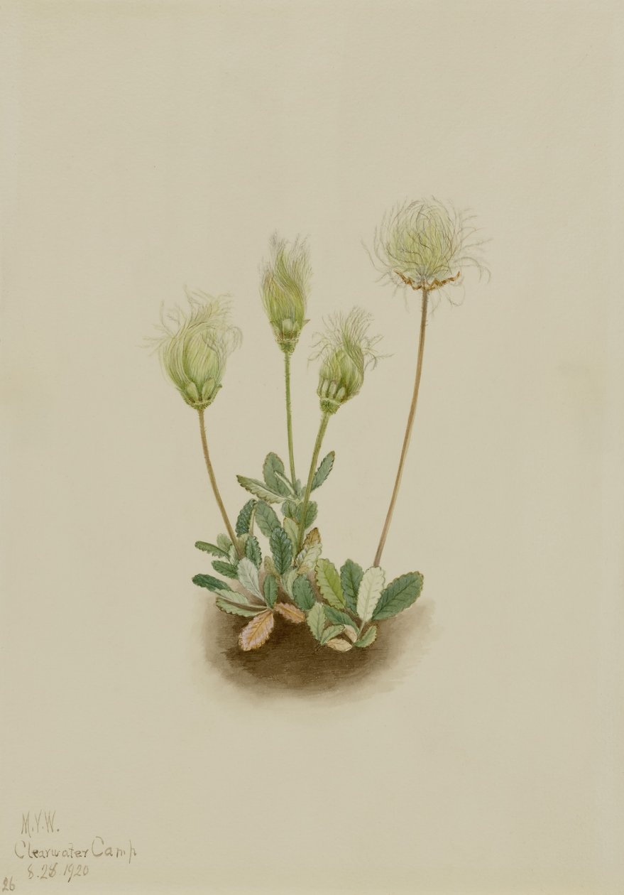 ホワイト・ドライヤード（Dryas octopetala） 作： メアリーヴォーウォルコット